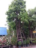 ดูรายละเอียด