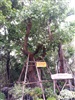 ดูรายละเอียด