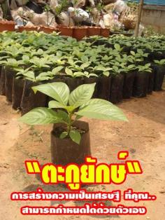คลิกเพื่อดูสินค้า