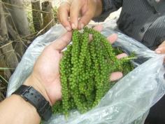 คลิกเพื่อดูสินค้า