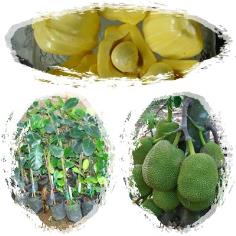 คลิกเพื่อดูสินค้า