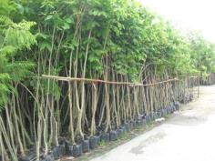 คลิกเพื่อดูสินค้า
