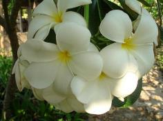 คลิกเพื่อดูสินค้า