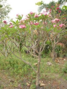 คลิกเพื่อดูสินค้า