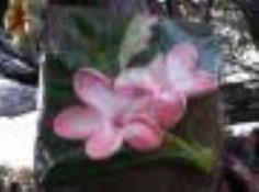คลิกเพื่อดูสินค้า