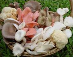 คลิกเพื่อดูสินค้า