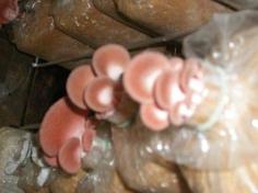 คลิกเพื่อดูสินค้า