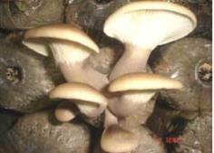คลิกเพื่อดูสินค้า