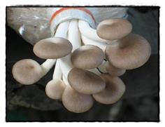 คลิกเพื่อดูสินค้า
