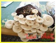คลิกเพื่อดูสินค้า