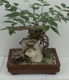 คลิกเพื่อดูสินค้า