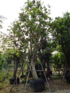 คลิกเพื่อดูสินค้า