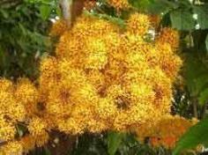 คลิกเพื่อดูสินค้า