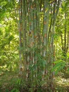 คลิกเพื่อดูสินค้า