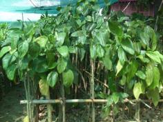 คลิกเพื่อดูสินค้า