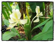 คลิกเพื่อดูสินค้า