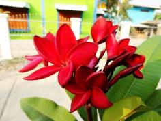 คลิกเพื่อดูสินค้า