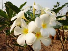 คลิกเพื่อดูสินค้า