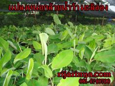คลิกเพื่อดูสินค้า