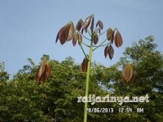 คลิกเพื่อดูสินค้า