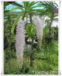 คลิกเพื่อดูสินค้า