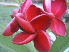 คลิกเพื่อดูสินค้า
