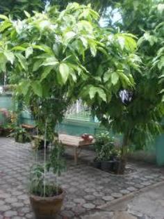 คลิกเพื่อดูสินค้า