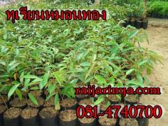 คลิกเพื่อดูสินค้า