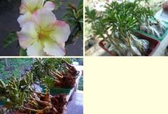 คลิกเพื่อดูสินค้า