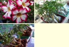 คลิกเพื่อดูสินค้า