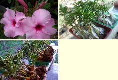 คลิกเพื่อดูสินค้า
