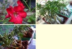 คลิกเพื่อดูสินค้า