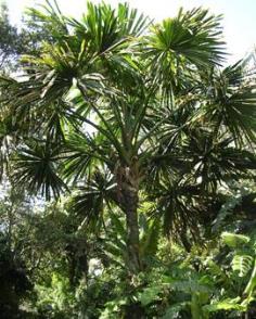 คลิกเพื่อดูสินค้า