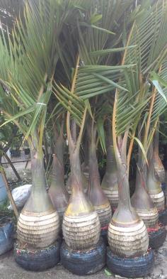 คลิกเพื่อดูสินค้า