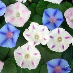 คลิกเพื่อดูสินค้า