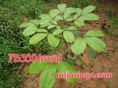 คลิกเพื่อดูสินค้า