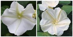 คลิกเพื่อดูสินค้า