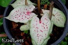คลิกเพื่อดูสินค้า