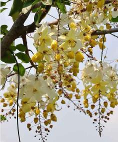 คลิกเพื่อดูสินค้า