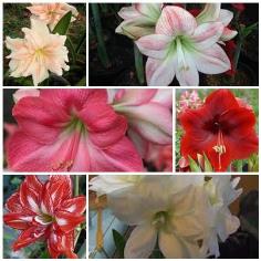 คลิกเพื่อดูสินค้า