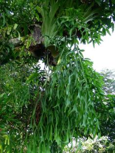 คลิกเพื่อดูสินค้า