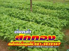 คลิกเพื่อดูสินค้า
