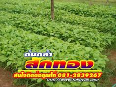 คลิกเพื่อดูสินค้า