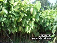คลิกเพื่อดูสินค้า