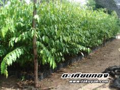 คลิกเพื่อดูสินค้า