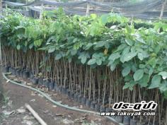 คลิกเพื่อดูสินค้า