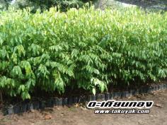 คลิกเพื่อดูสินค้า