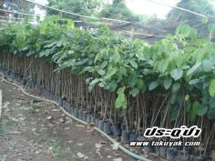 คลิกเพื่อดูสินค้า