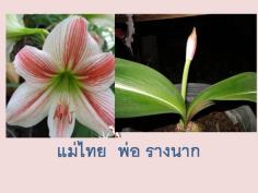 คลิกเพื่อดูสินค้า