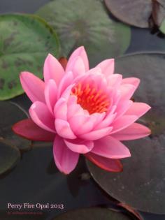 คลิกเพื่อดูสินค้า